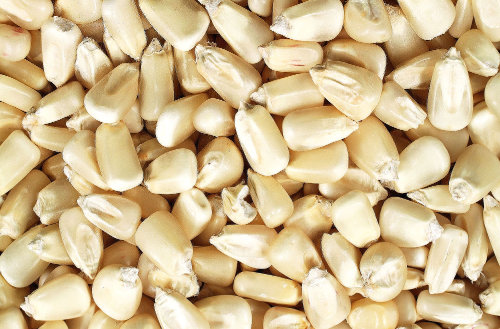 White Maize